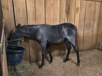 گھوڑی, Rocky Mountain Horse — تصویر 8