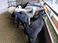 میش, Rhon sheep — عکس 7