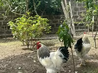 براهما — الصورة 2