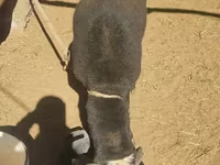 Хуц, Blackheaded Persian sheep — 3 зураг