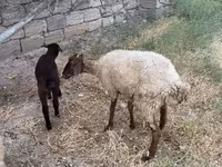 میش, گوسفند — عکس 3