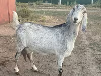 بز ماده, Nubian Goat — عکس 1