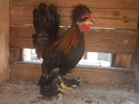 Chickens — foto 4
