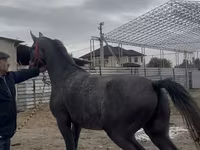 اسب نر, Orlov Trotter — عکس 4