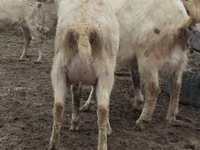 بز ماده, Saanen goat — عکس 8