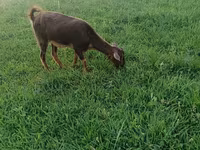 Kambing betina, Goats — foto 3