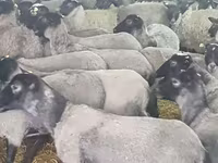 பெண் ஆடு, Romanov sheep — புகைப்படம் 8