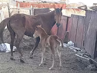 Stute, Horse breed — Foto 8