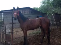 ม้าตัวผู้, Arabian horse — รูปภาพ 6