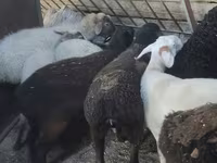 母羊, Sheep — 照片 6