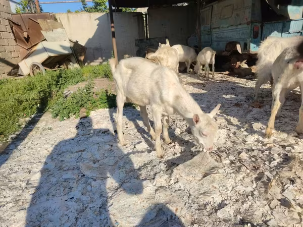 Kambing (batch, jenis kelamin tidak disebutkan), Goats