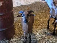Kambing jantan, Goats — foto 2