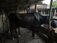 Krava, Swiss cattle — foto 4