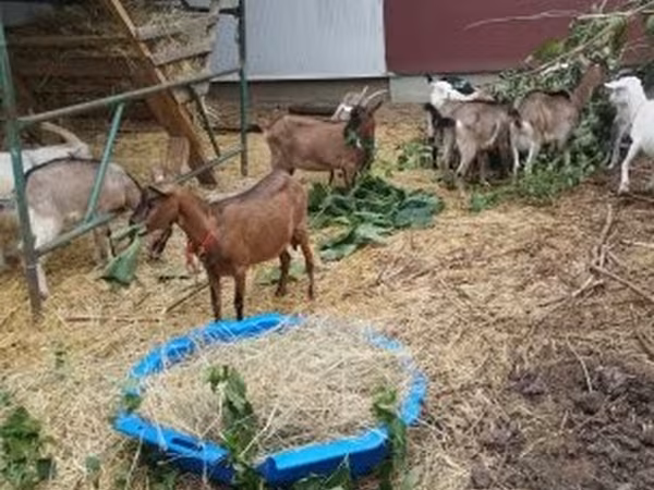 母山羊, Goats