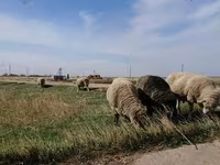 Ovce, Ovce — foto 2
