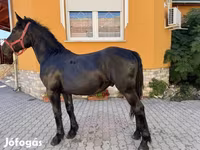 Kuda jantan, Hungarian horse breed — foto 4