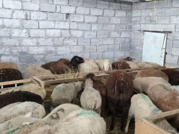 Ram, Sheep — Kyrgyzstan