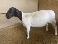 میش, Dorper sheep — عکس 1