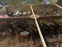 Pekin german — foto 3