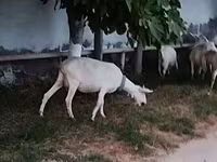 بز ماده, Saanen goat — عکس 4