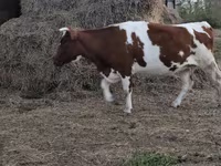 گاو ماده, Simmental cattle — عکس 5