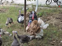 Turkeys — zdjęcie 4