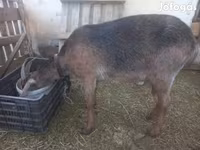Ged, Nubian Goat — foto 1