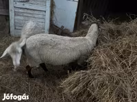 میش, Dorper sheep — عکس 4