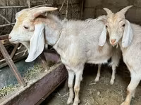 Ri’ dhaddig, Goats — sawirka 1