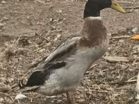 Geese — foto 5