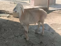 میش, گوسفند — عکس 6