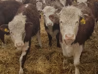 Mucca, Razza Holstein — foto 8