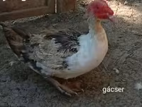 Ducks — 사진 4