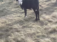 گاو ماده, Simmental cattle — عکس 3
