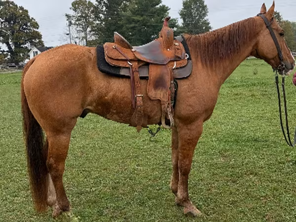 Horse (M), Quarter Horse