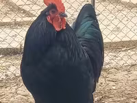 Australorp — fotografija 2