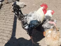 Chickens — عکس 6