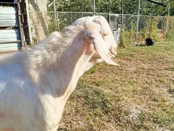 염소(암수 미지정, 묶음), Beetal goats — 키르기스스탄