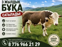 Tyre, Simmental cattle — foto 1