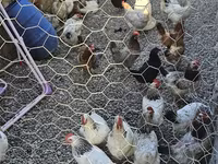 Chickens — Foto 2