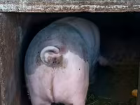 خوک ماده, خوک — عکس 2