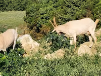 Էգ այծ, Այծեր — լուսանկար 7