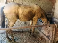 اسب نر, French Trotter — عکس 4