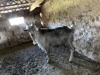 بز نر, بز — عکس 2