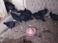 Turkeys — عکس 3