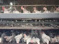 Chickens — 2 зураг