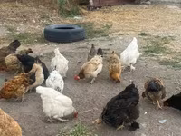 Chickens — foto 2