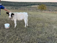 Lo’, Cattle — sawirka 4