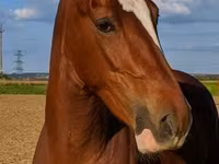 مادیان, Dutch warmblood horse — عکس 6