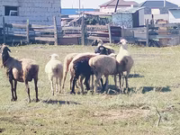 بھیڑ, بھیڑیں — تصویر 1